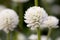 Gomphrena globosa close up