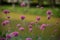 Gomphrena globosa or Fireworks flower. Violet flower.