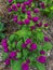 Gomphrena globosa globe amaranth. Top view purple flower bloom in tropical garden. Flower planting in summer season garden.