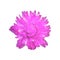 Gomphrena globosa or globe amaranth on white background