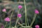 Gomphrena pulchella Fireworks flower in a garden.Selective focus pink flower.
