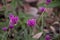 Gomphrena pulchella Fireworks flower in a garden.Selective focus pink flower.