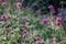 Gomphrena pulchella Fireworks flower in a garden.Selective focus pink flower.