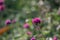 Gomphrena pulchella Fireworks flower in a garden.Selective focus pink flower.