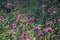 Gomphrena pulchella Fireworks flower in a garden.Selective focus pink flower.