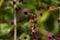 Gomphrena serrata L. or Gomphrena serrata L. belongs to Amaranthaceae, accompanied by a bee.