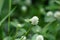 Gomphrena serrata with a natural background