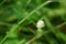 Gomphrena serrata with a natural background