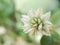 Gomphrena weed flower