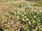 Gomphrena weed or Wild globe everlasting flower