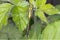 Gomphus vulgatissimus / Club-tailed Dragonfly