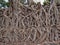 Gondar, Ethiopia, Fasil Ides Bath, a tangle of massive trunks in a drained pool