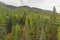 Gondola view of green pine forest route to Sulphur mountain in summer at Banff national park of Alberta, Canada