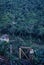 Gone swimming, Belize, panoramic of the rain forest