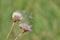 Gone Thistle in the Summer Wind with Ladybird