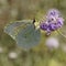 Gonepteryx cleopatra, Cleopatra butterfly