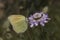 Gonepteryx cleopatra, Cleopatra butterfly from Southern France