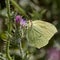 Gonepteryx cleopatra, Cleopatra, Cleopatra butterfly from Corsica, France