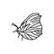 Gonepteryx rhamni Brimstone black line icon.