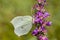 Gonepteryx rhamni, Common Brimstone, Brimstone on Purple loosestrife (Lythrum salicaria), Germany