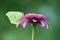 Gonepteryx rhamni is a diurnal butterfly from the Pieridae family on a  Echinacea flower