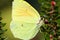 Gonepteryx rhamni known as the common brimstone butterfly