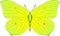 Gonepteryx rhamni yellow butterfly vector image