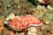 Goniobranchus reticulatus Nudibranch