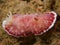 Goniobranchus reticulatus at one of my favourite macro sites in North Sulawesi, Paradise Jetty, near Pulisan, Indonesia.