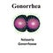 Gonococcus structure. Neisseria gonorrhoeae. Gonorrhea disease. Venereal disease. Infographics. Vector illustration on