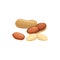 Goober nut, groundnut or peanut isolated vector