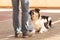 Good attentive Border Collie dog works together with his owner. He is lying obediently on the ground and looks up at his handler