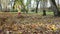 Good child girl fighting colorful autumn leaves with raker tool in backyard