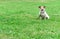 Good citizen dog training: Jack Russell Terrier on tie-out long line leash sitting on ground