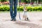 Good Citizen Dog Training: obedient dog training to walk on leash with owner