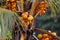 Good crop of coconuts growing on a palm tree