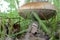 Good edible mushroom in the forest
