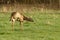 A good eight point buck stops and scratches his face while feeding