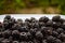 A good handful of blackberries