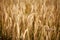 Good harvest. Wheat spikelets, cereal grain, seeds, agriculture