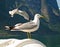 Good looking seagull in nature