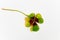 Good luck - single four leaf clover