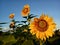 Good Morning. Beautiful sunflowers in the garden under clean blue sky in the morning welcoming new day, new hope. Life is so