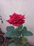 Good morning grow beautiful Red Rose