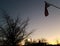 Good night - Small town sunset with tree silhouettes and two American Flags