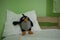 Good night - soft toy penguin on a pillow