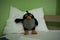 Good night - soft toy penguin on a pillow