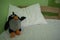 Good night - soft toy penguin on a pillow