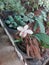 Good orkid flower for sri lanka