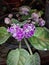 Good orkid flower for sri lanka